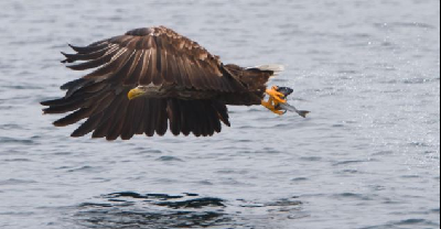 小海鸥勇阻老鹰捕鱼 英摄影师拍到双鸟争食精彩场景