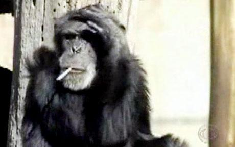 南非52岁大猩猩去世 “寿星”生前爱抽烟