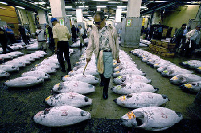 金枪鱼濒临绝种 寿司之王3年内或绝迹