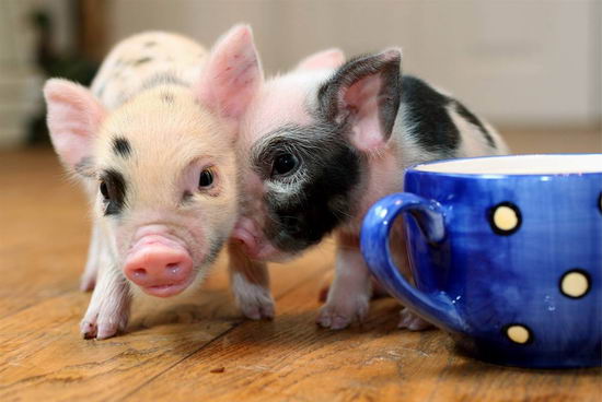 迷你茶杯猪风靡英国 成动物爱好者新宠
