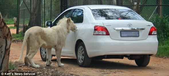 野生动物园上演惊魂一幕：狮子拉开游客车门