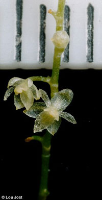 厄瓜多尔发现世界最小兰花 花瓣仅有2.1毫米宽