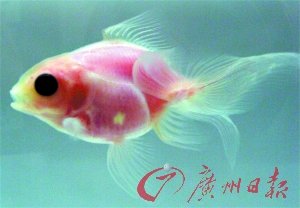日本培育出透明金鱼 可清晰看见内脏