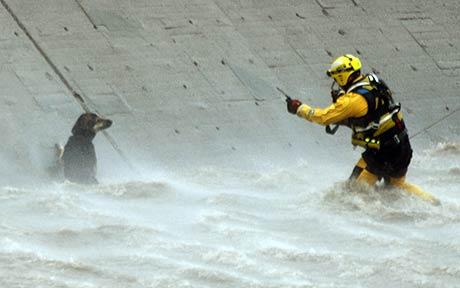 为救一只落水狗 洛杉矶出动直升机和50名消防员