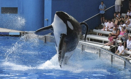 组图：美海洋世界发生惨剧 女驯兽师被虎鲸攻击致死