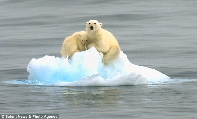 北极熊母子随冰块漂流近20公里 能否生还引关注