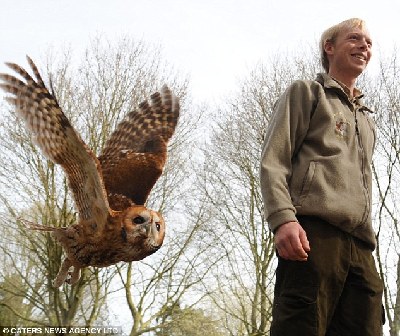 英国一猫头鹰自幼娇养患上恐高症 主人无奈天天爬树