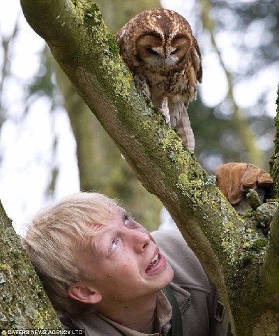 英国一猫头鹰自幼娇养患上恐高症 主人无奈天天爬树