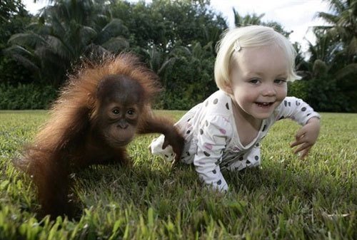美国女婴与小猩猩结成好友 两年后重聚温情感人