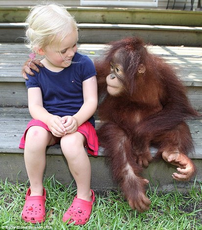 美国女婴与小猩猩结成好友 两年后重聚温情感人