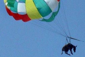 俄罗斯“跳伞驴”身体状况良好 法院或因虐畜立案