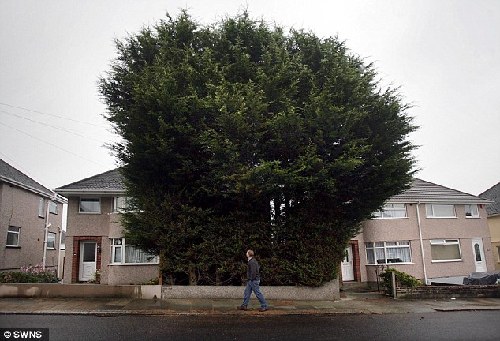 英男子住宅前种“树林”高10余米 邻居们将其告上法庭