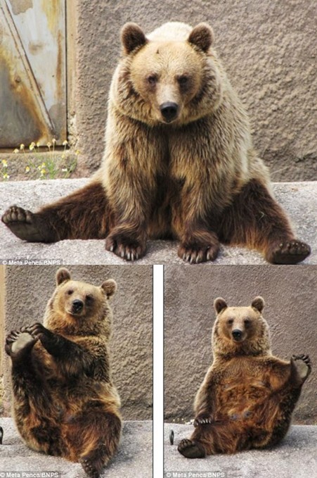 芬兰动物园棕熊做瑜伽 舒展筋骨逗人发笑