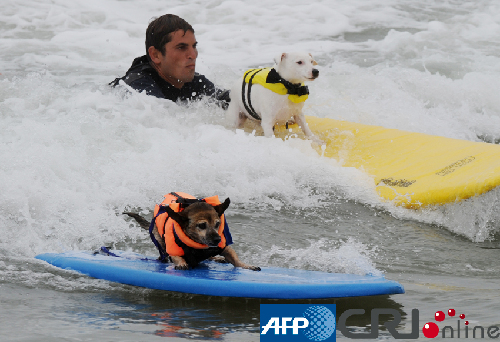 组图：美国加州举办狗狗冲浪比赛