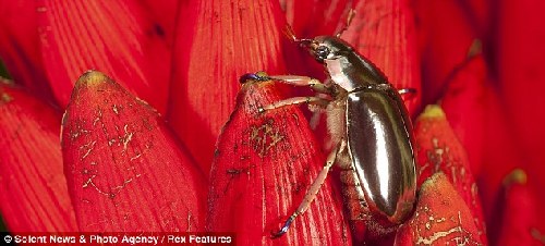 摄影师在哥斯达黎加拍到罕见银色甲壳虫