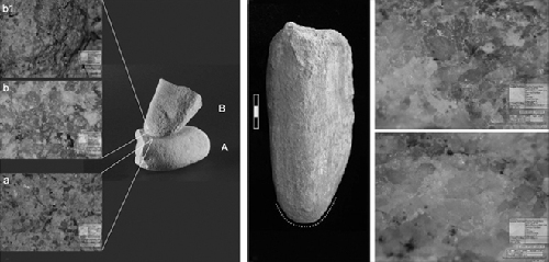 3万年前欧洲古人好能干 会提炼淀粉和面烤“石头饼”