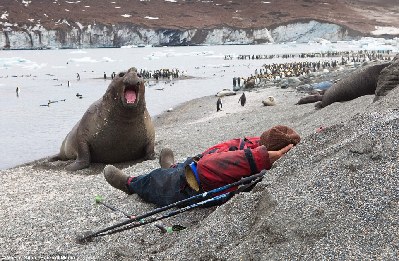 摄影师海滩惬意打盹 4吨象海豹与其“亲密接触”