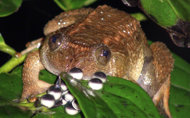 印度科学家发现十余种全新蛙类 有的叫声像猫咪