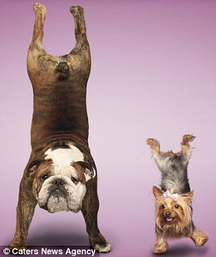 组图小动物练瑜伽一丝不苟令人捧腹