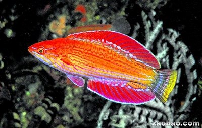 印尼发现“闪光”新鱼种 求偶时呈现多重色调