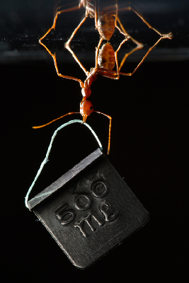 动物照片拍案惊奇：蚂蚁衔重物、乌鸦钓美食