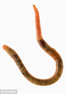美科发现：蠕虫体内蛋白有望治愈老年痴呆
