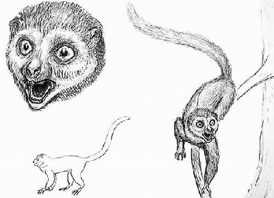 美展出4700万年前灵长动物化石 “艾达”或填补人类进化缺失环节
