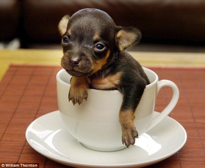 英吉娃娃狗10厘米长 有望打破世界最小狗纪录