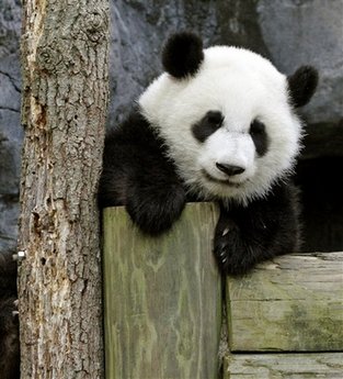 两只大熊猫回国美粉丝惜别 “泰山”曾经做红娘