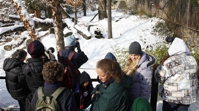 两只大熊猫回国美粉丝惜别 “泰山”曾经做红娘