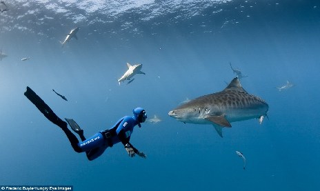 人类不好吃？南非海域潜水者不设防和鲨鱼嬉戏拍照