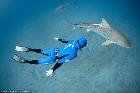 人类不好吃？南非海域潜水者不设防和鲨鱼嬉戏拍照