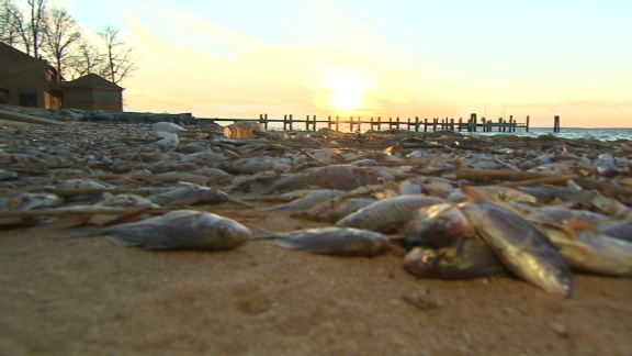 美国马里兰州惊现200万条死鱼 气温过低或是主因