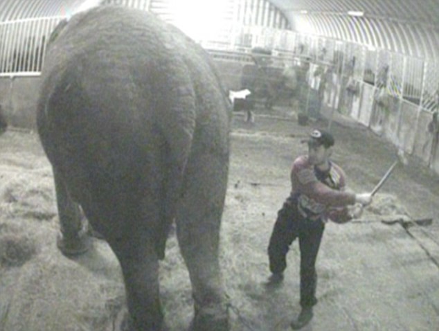 欧洲最老大象在马戏团境遇悲惨 病痛缠身还遭殴打