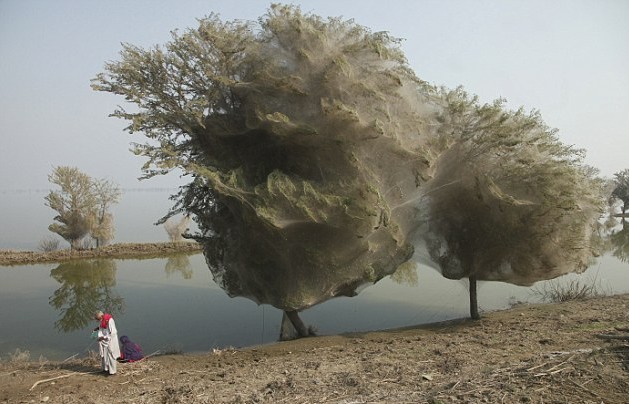 百万蜘蛛为避难结网筑巢 巴基斯坦洪水区现恐怖“怪树”