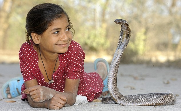 印度8岁女孩与眼镜王蛇同吃同睡 三度被咬仍亲密无间