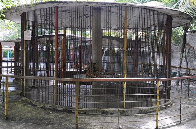 马来西亚一动物园全球最差？狮子被圈养猩猩成“烟鬼”