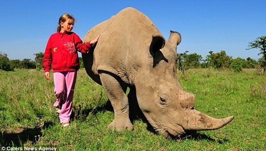 奇特的友谊：俄12岁女孩与2吨重肯尼亚野生犀牛成伙伴