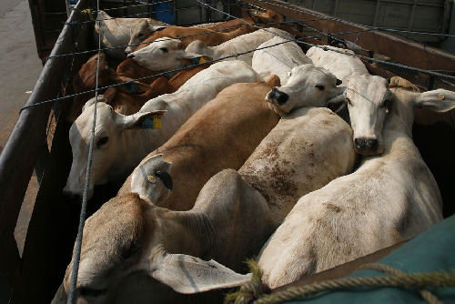 担心经济损失 澳解除对印尼活牛出口禁令