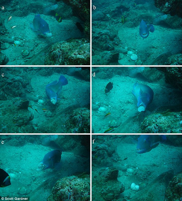 澳潜水员拍到鱼类也会使用工具 能撞破贝壳享用蛤蜊肉