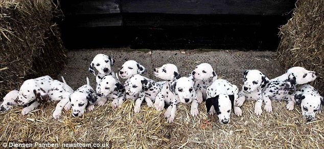 有高产基因的英国斑点狗：母女两代均一窝生16仔