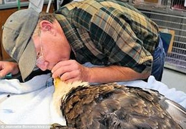 兽医人工呼吸救活重伤白头鹰 仁心仁术打破物种界限