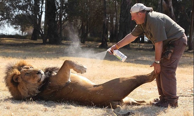 图片新闻：英国50岁驯兽师演绎“与狮共舞”