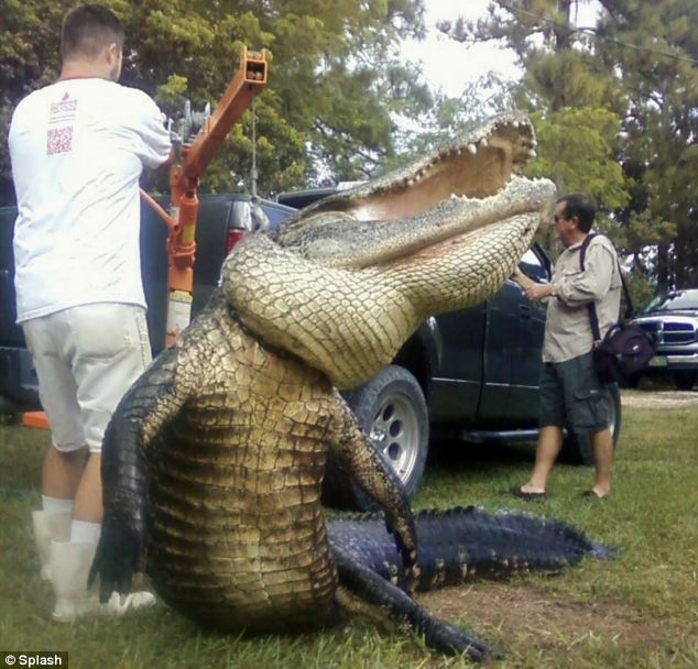 美国瘦弱少年用一根钓鱼线捕获3.6米长逾700斤鳄鱼