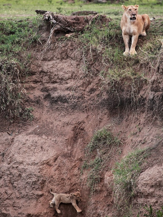 图：狮崽跌落悬崖被困斜坡 母狮无畏冒险救子