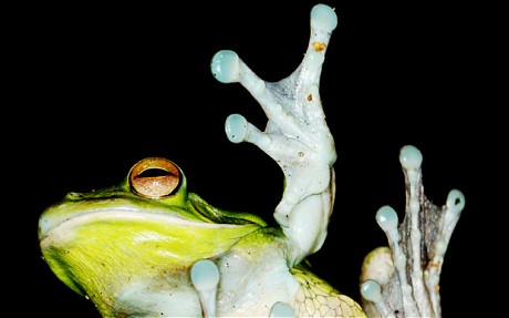 英国科学家发现青蛙皮肤提取物可治疗癌症