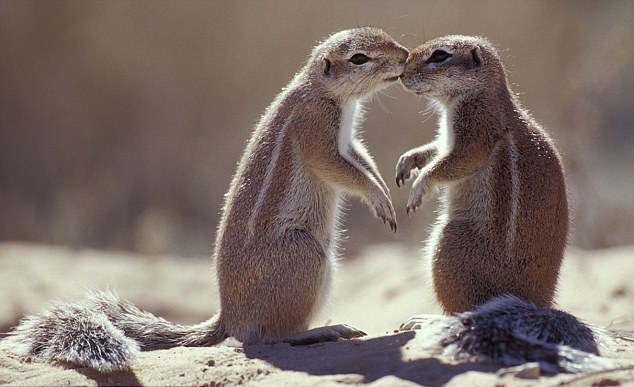 小动物情侣甜蜜浪漫 依偎,长吻令人类艳羡