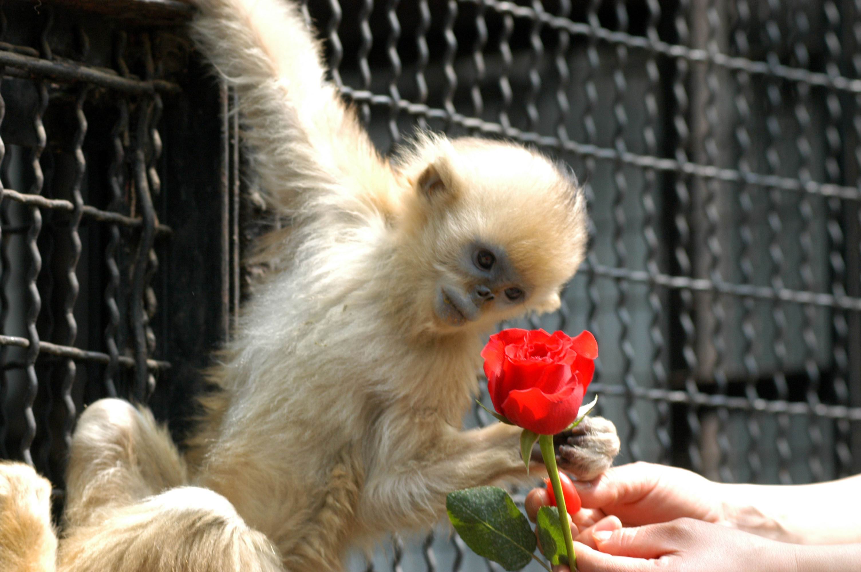 小金丝猴过周岁生日