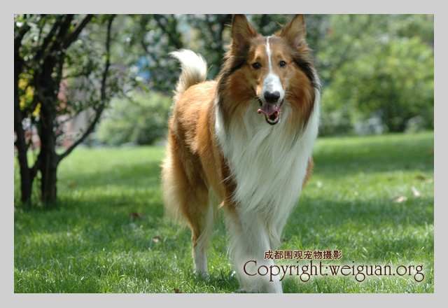 喜乐蒂牧羊犬(Shetland Sheepdog )