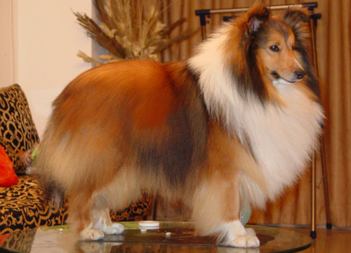 喜乐蒂牧羊犬(Shetland Sheepdog )